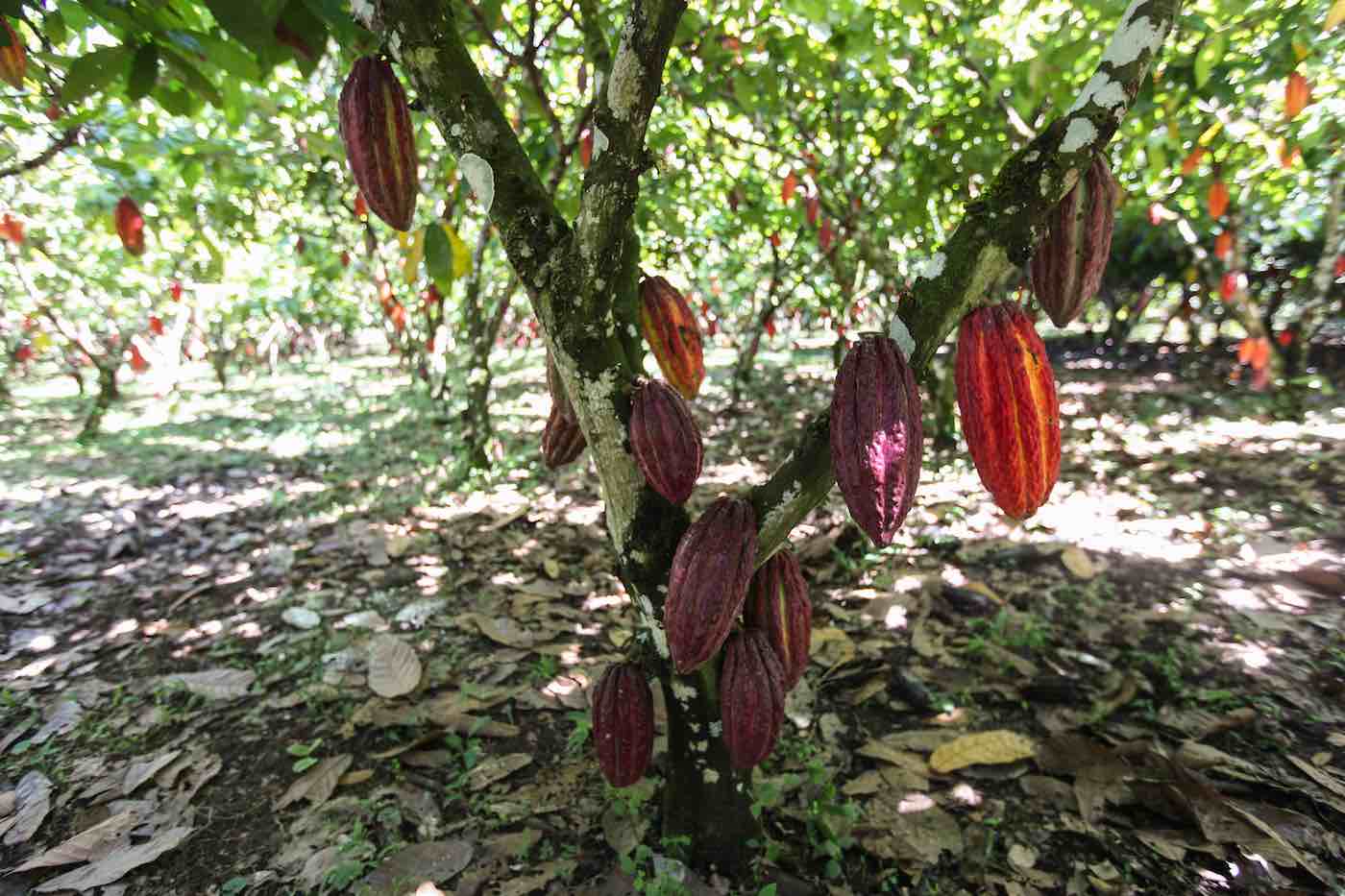 kakaobönor - chokladens historia